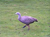 Oie Cereopse, Cereopsis novaehollandiae (cla Oiseaux) (ord Anseriformes) (fam Annatides) (Photo F. Mrugala) (2)